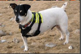 perfect fit harness canada