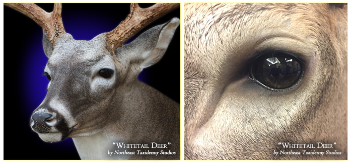 Whitetail Deer Mounts in CT, Connecticut Whitetail Deer Taxidermy